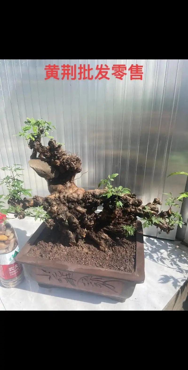 黄荆 #老桩 #盆景素材 #园林景观 #造型树 - 抖音