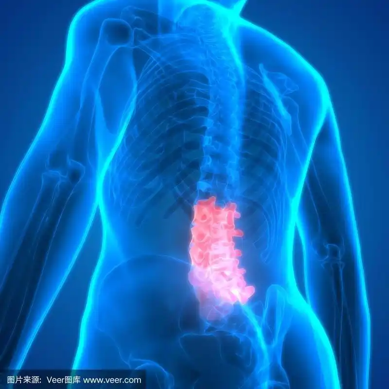 脊髓:人体骨骼解剖学(腰椎)的一部分