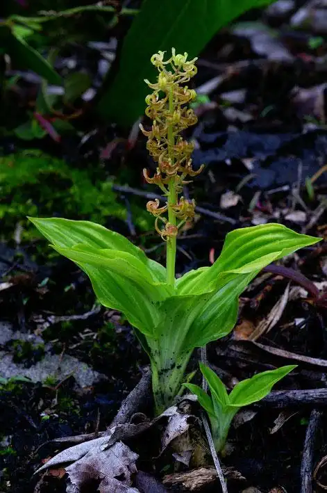 翼蕊羊耳蒜liparis regnieri finet