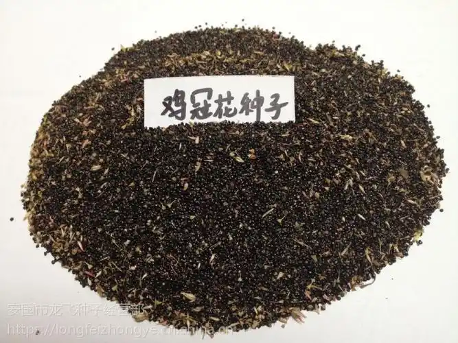 中药材鸡冠花种子红色花冠价格优惠纯新籽回收产品效益稳定