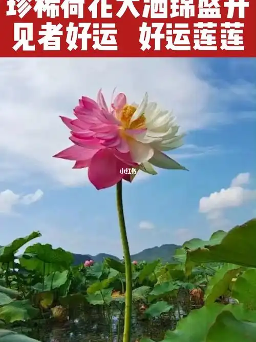 普者黑荷花   #云南   #普者黑    #传统文化  好运连连,荷花,见者有