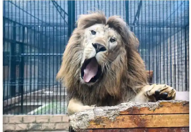 芜湖何时能拥有一座野生动物园