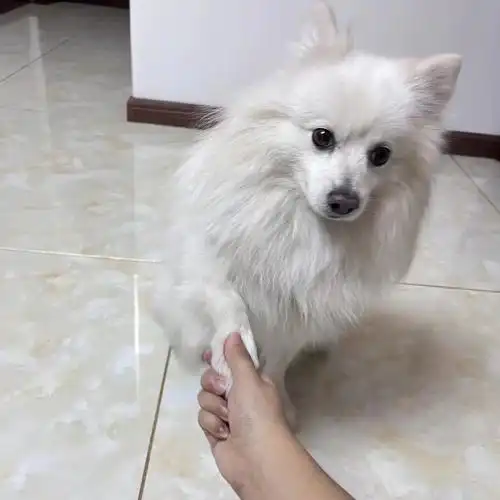 银狐犬  我愿称它为我心目中最好看的狗子