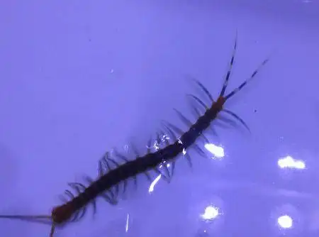 家里发现一只蜈蚣,这是啥蜈蚣?啥品种,怎么处理掉他?可以泡酒不?