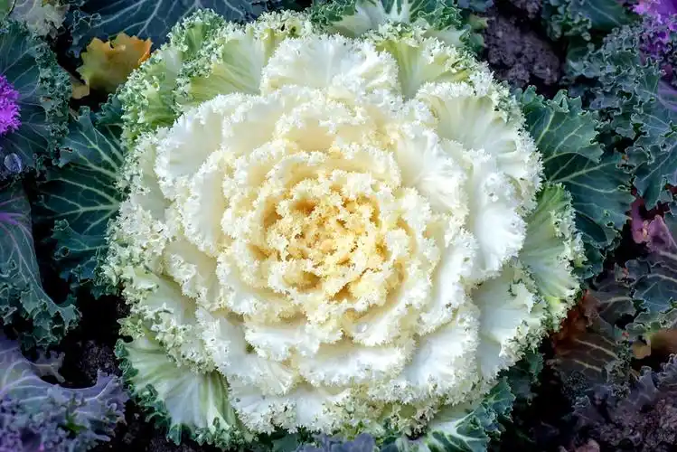 羽衣甘蓝查看大图曝光:1/320 sec光圈:f6.