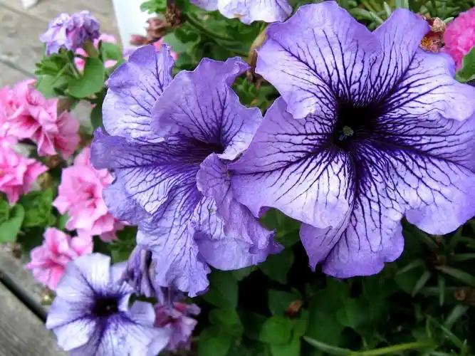 蓝色的矮牵牛花 壁纸