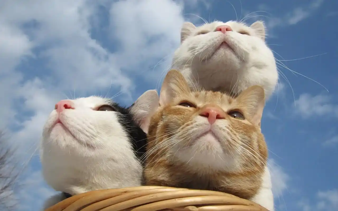 联想14壁纸4k超清全面屏 - 抖音