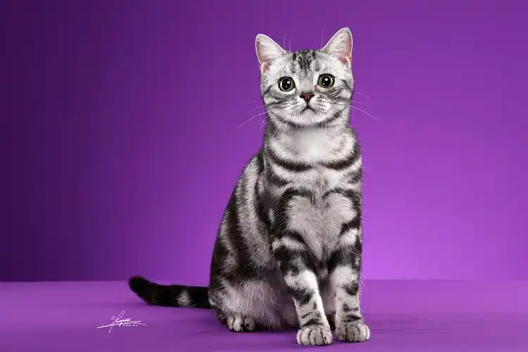 美国短毛猫amyworks拍摄于大连