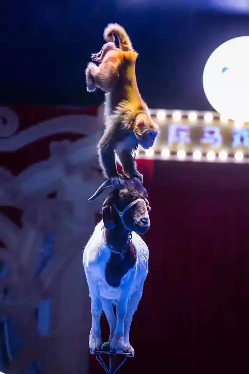 新闻中心 成都马戏团 欢迎咨询马戏团传统杂技表演出租皇家马戏团精彩