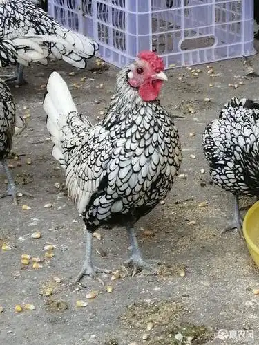 [波兰鸡批发] 波兰观赏鸡价格450元/只 - 惠农网