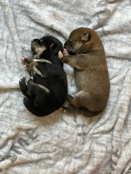 出生半个月的黑柴妹妹