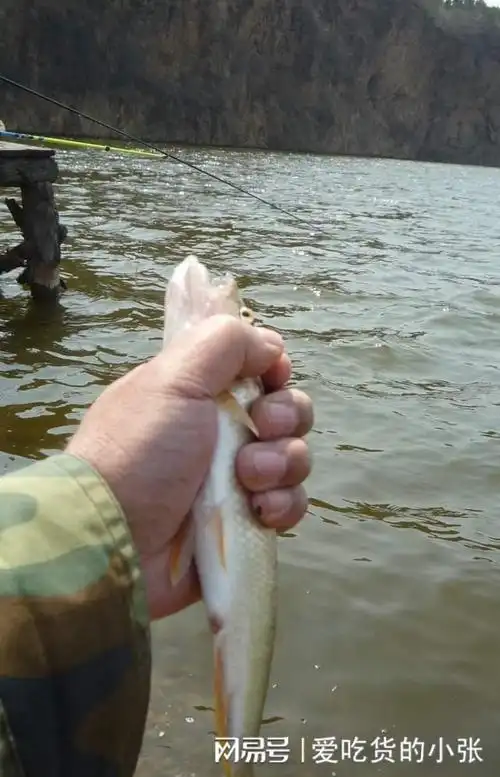 鱼的大小得相对来看我钓的这些绝对称得上大鱼