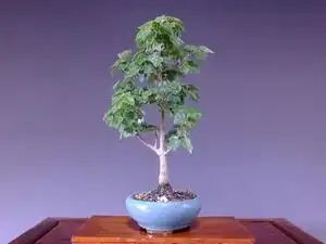 000人付款淘宝附石日本宫祥枫,小型一手托,叶子不怕太阳晒