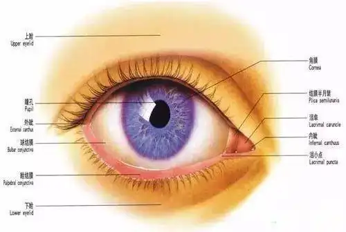 如无效,闭上眼睛眼珠向下,作以下处理: 1,生理盐水或3%硼酸水冲洗结膜