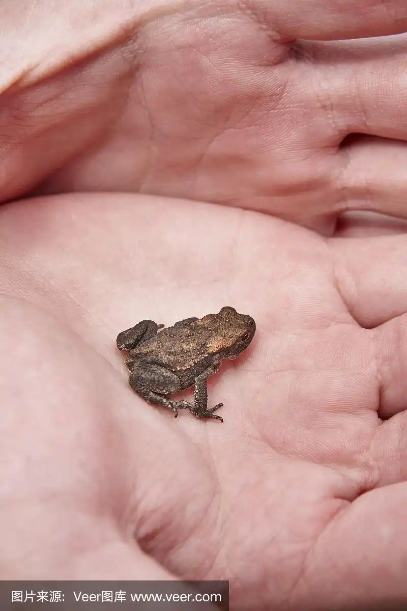 小青蛙的手掌.两栖动物