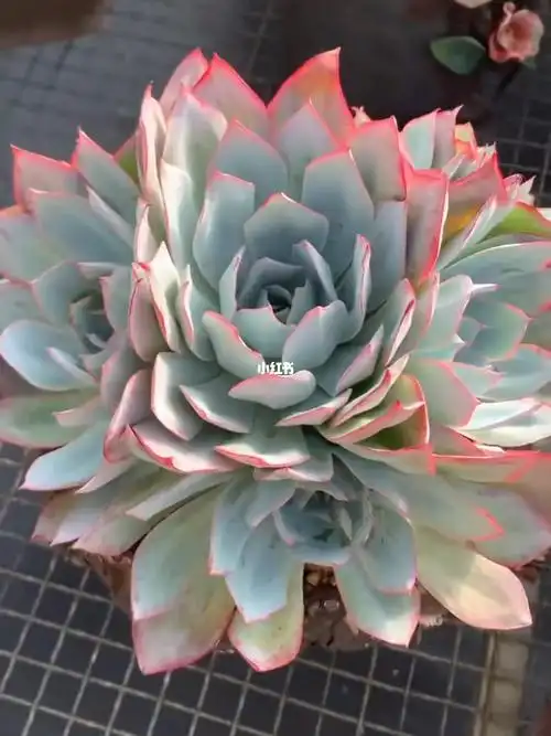 蓝光_多肉植物_多肉控_家居家装_家居装饰_花艺