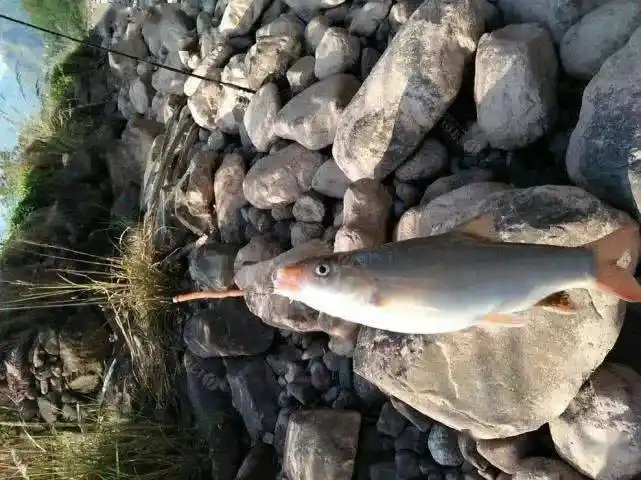 高寒山区的溪流里的一种细鳞鱼,体表光滑细腻,光彩照人