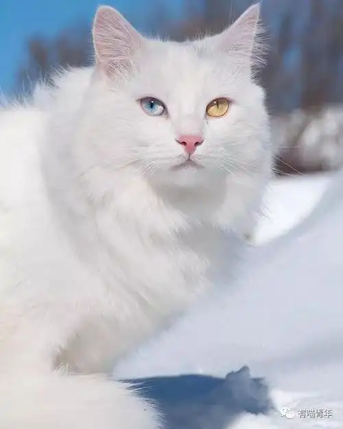 异瞳猫到底有多仙