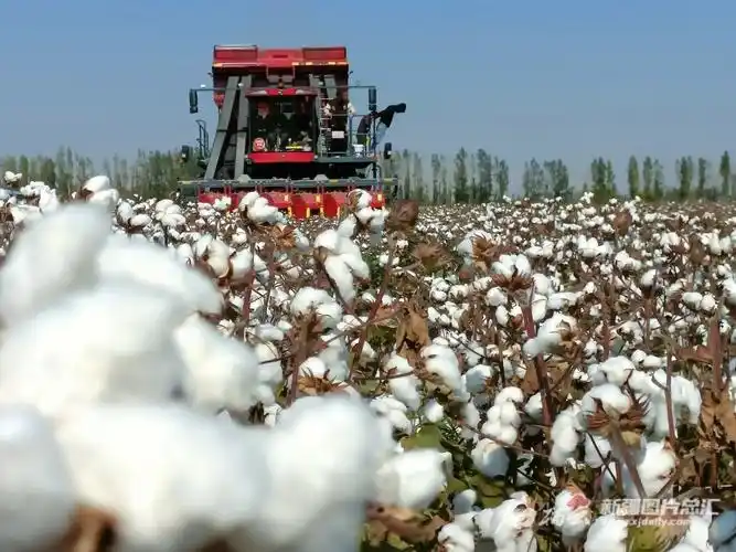 棉花朵朵开喜迎丰收来