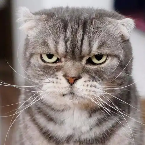 一只眼神自带杀气的猫咪,有点怕怕啊ins: grumpy coco