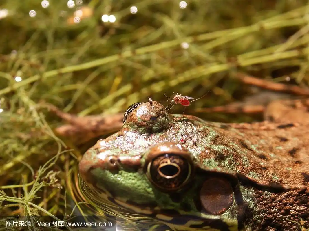 蚊子捕食青蛙-宏观