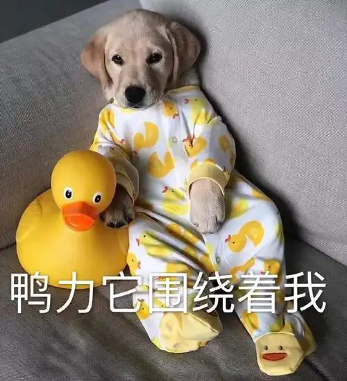 鸭力它围绕着我(汪星人表情包)