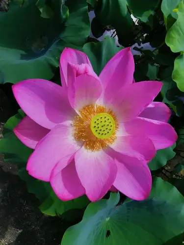 夏至,莲花山上莲花仙境的荷花,睡莲绽放美丽.(二)2019.6.21.