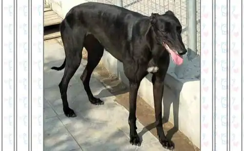 格力犬中英文血统查询