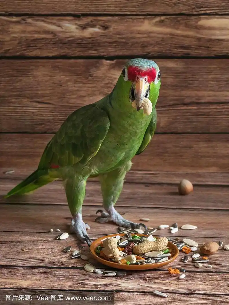绿色亚马逊鹦鹉吃你的食物.