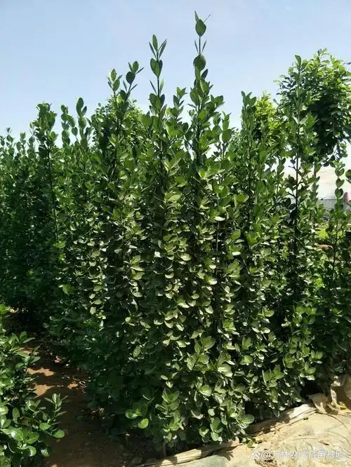 大家好,今天我要给大家介绍一种适合在我国北方冬季寒冷,干旱的地区