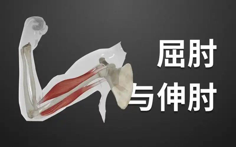 生物八年级上21屈肘与伸肘