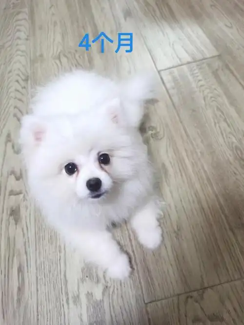 尴尬期博美的蜕变