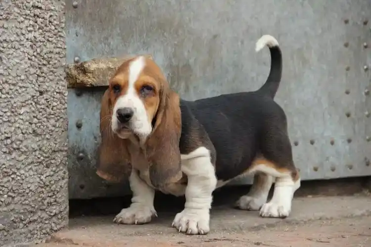 巴吉度猎犬为什么不好养?