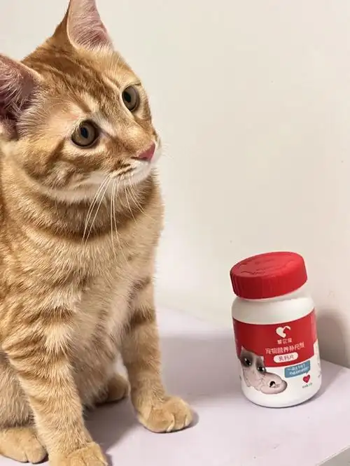 原来小猫咪也是需要补钙的