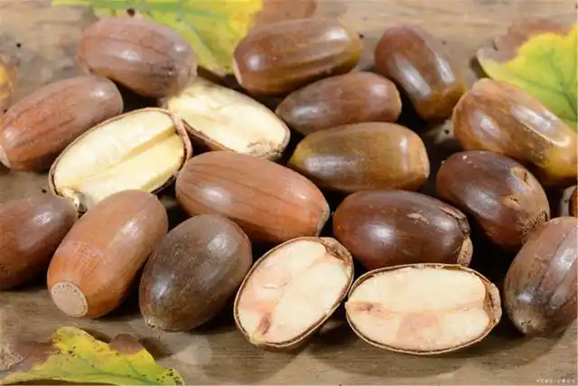 盘点农村野生橡子的三大吃法