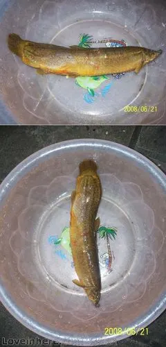 看看足有八两重的大泥鳅吧