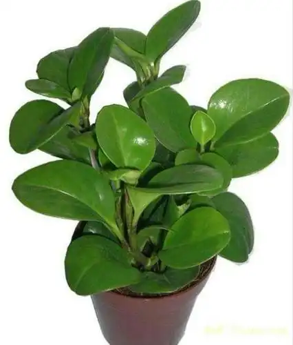 这就是圆叶椒草