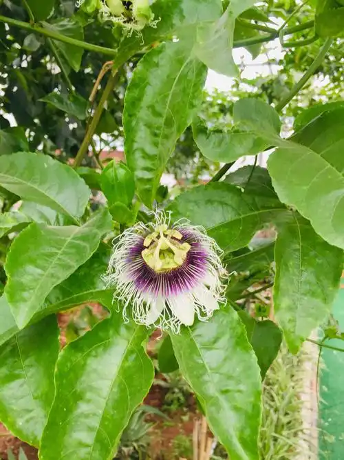 无花果有花吗(无花果有花吗,生长在哪个部位)