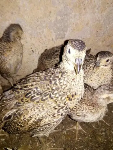 脱温山鸡苗美国七彩山鸡脱温七彩山鸡苗七彩山鸡野鸡苗山鸡苗