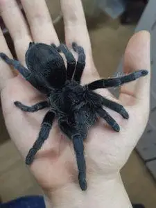 巴西黑丝绒蜘蛛宠物2-3cm新手温顺品种可上手稀有收藏