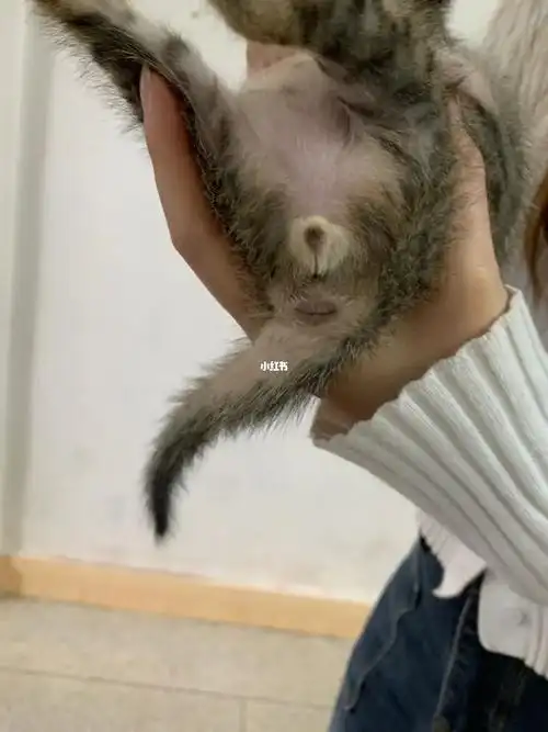 实在不会看有无好心人能帮忙看看#小奶猫  #猫咪日常  #猫