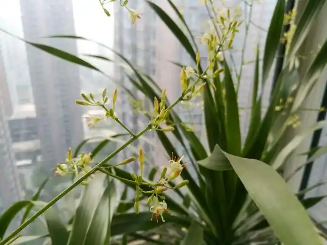 龙须树开花,你见过吗?