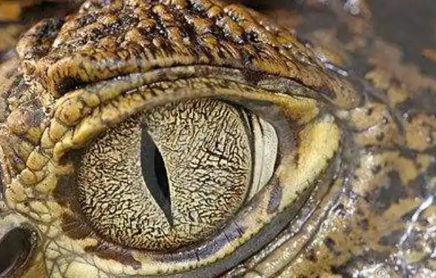 心理测试:三只眼睛,哪一只是蛇的眼睛,测你是否心狠手辣,准_网易订阅