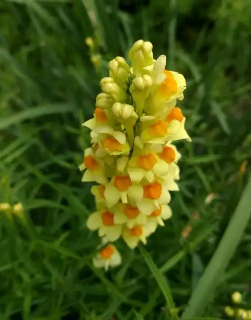 日月峡中草药685柳穿鱼1