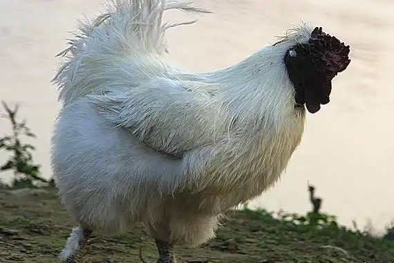 白绒乌骨鸡市场价格多少钱一斤白绒乌骨鸡简介