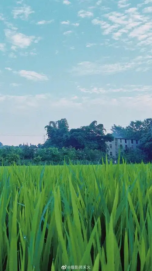 夏日稻田～ 大自然最美的颜色 图据