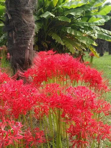 16,红花石蒜       科属:石蒜科石蒜属