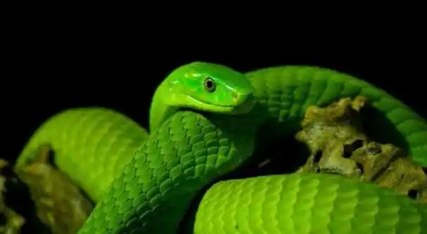 绿曼巴蛇的毒性有多强