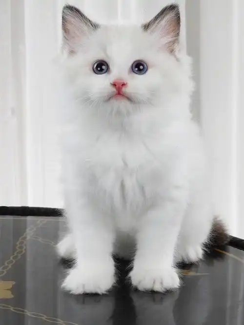 精品双色布偶猫妹妹找新家