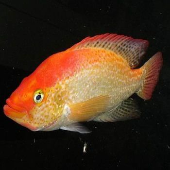 红老虎鱼活体金玉满堂红头金鲷鱼大型凶猛热带淡水鱼